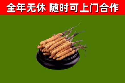 长岭烟酒回收冬虫夏草.jpg